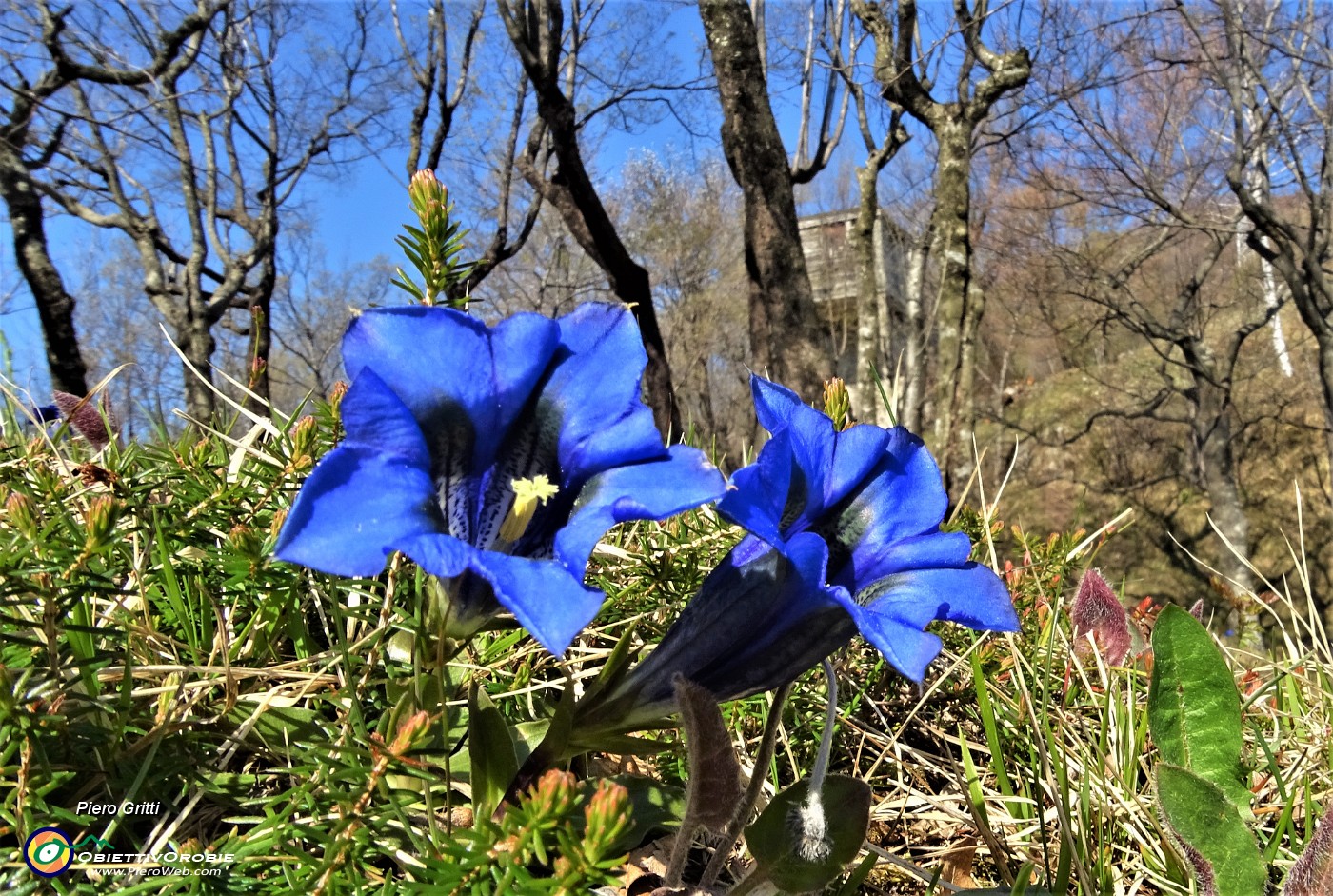 04 Gentiana Clusii al roccolo sulle linea tagliafuoco.JPG